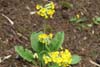 primula veris-1